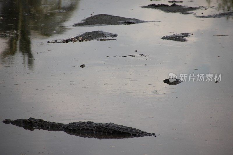 鳄鱼出没的水