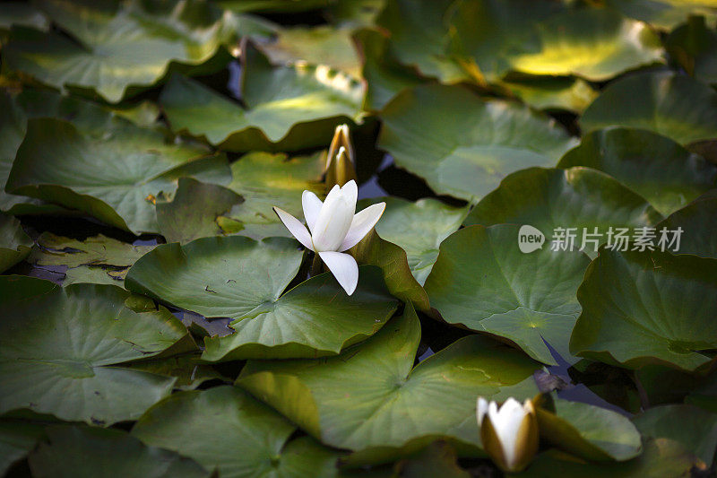 美丽的荷花