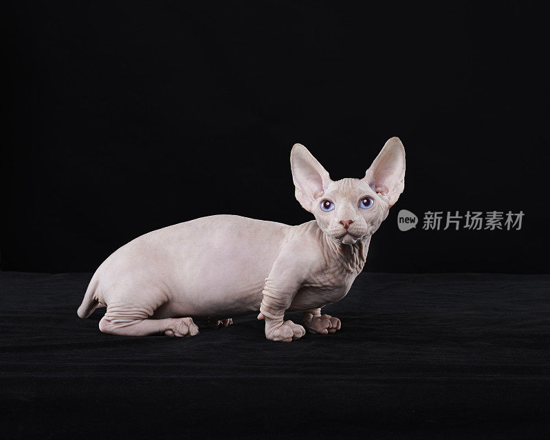 Sphynx猫