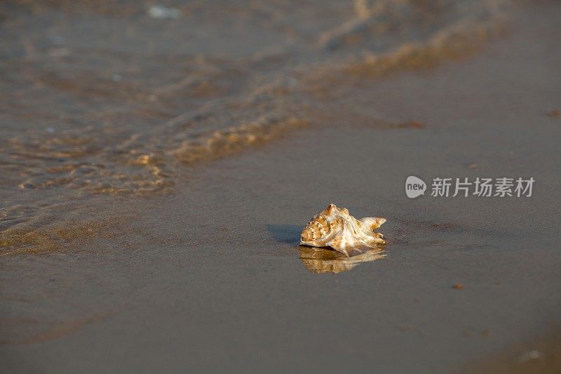 海浪冲刷着海螺