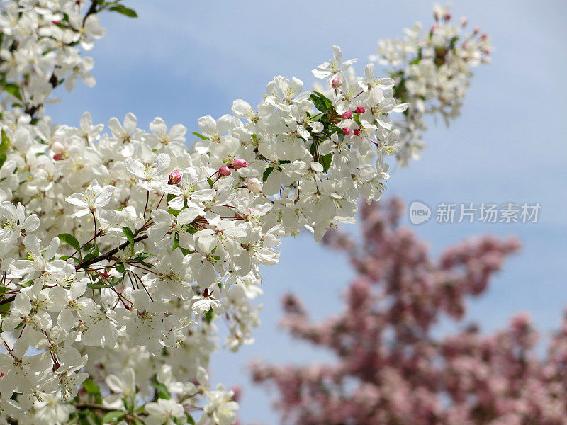 春天开花的白色和粉红色山茱萸树枝