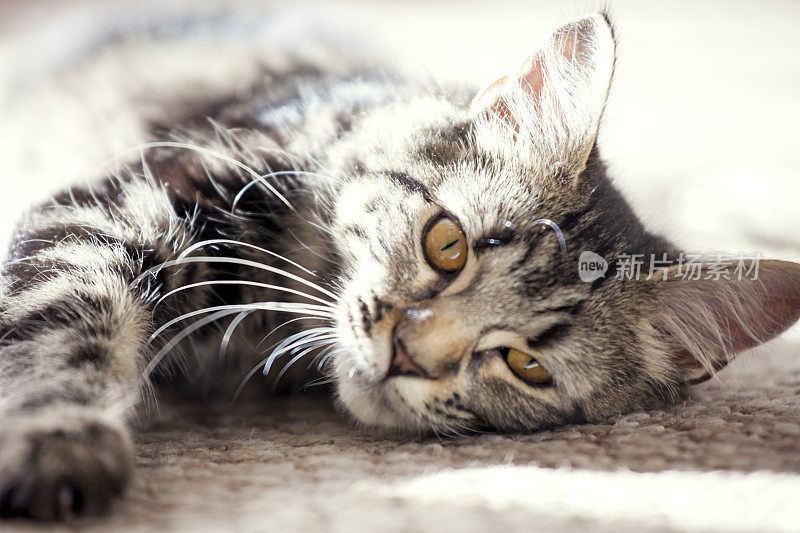小猫咪躺在地毯上享受阳光