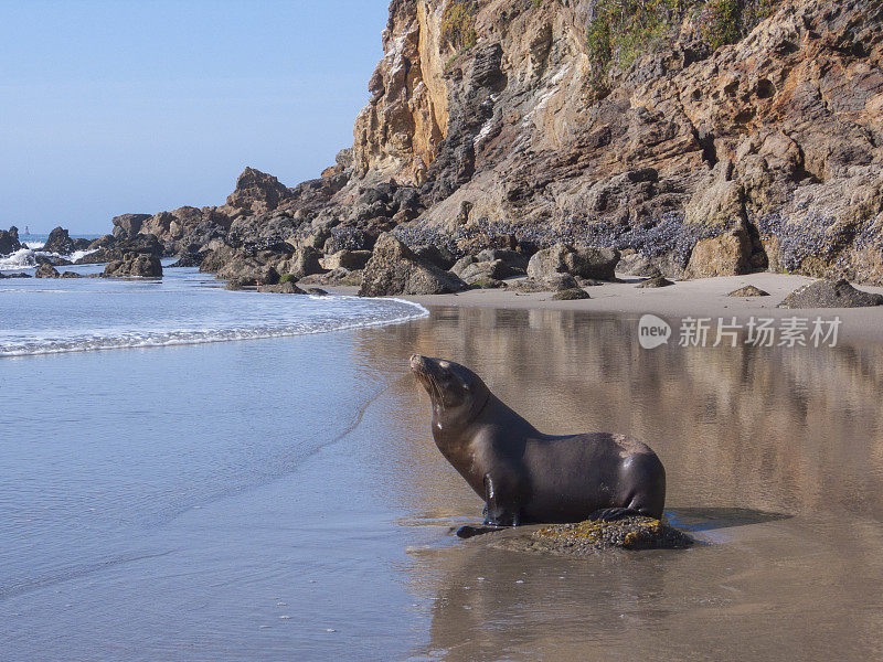 海狮在沙滩、岩石悬崖上晒太阳