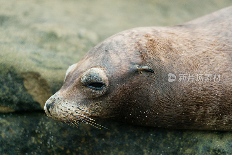 海狮