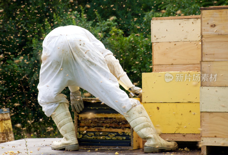 养蜂人在卡车上装载蜂蜜。