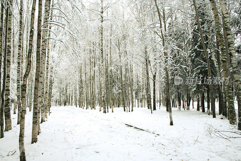 一月雪地里的森林