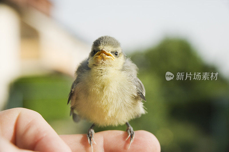 蓝冠山雀小鸡