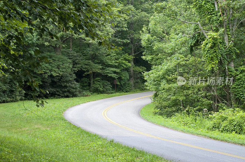 弯曲的森林道路