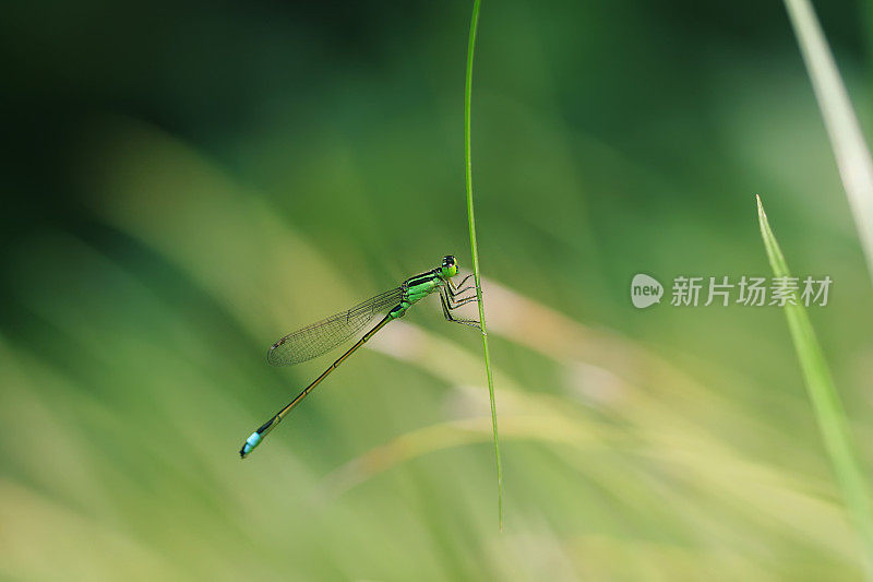 野外的蜻蜓