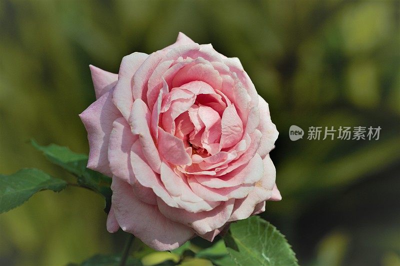 粉红色玫瑰在花园里的特写