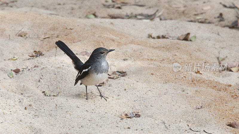 Femaile东方Magpie-robin