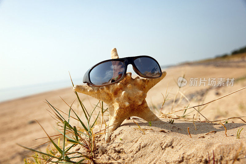 海星戴着太阳镜在海滩上