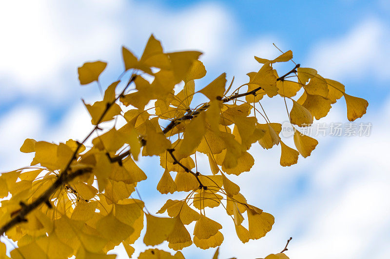 加州纳帕的秋天黄叶