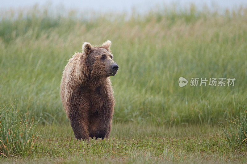 棕熊在草地上行走。卡特迈,阿拉斯加
