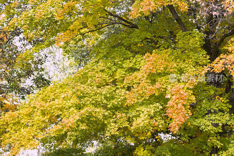 初秋的枫树