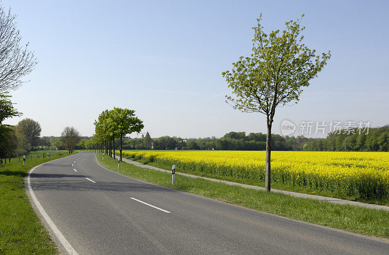 春天弯曲的乡村道路和油菜田