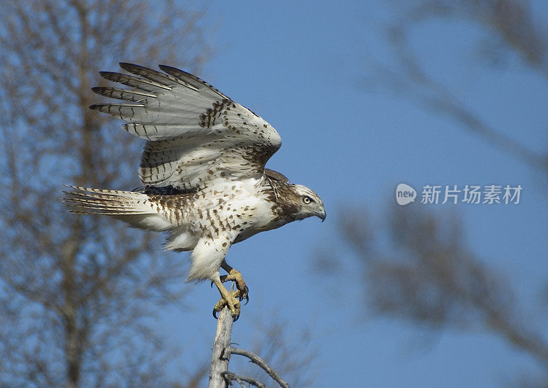 未成熟红尾鹰-马尼托巴