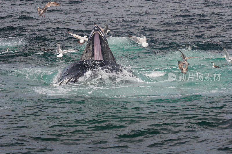 在科德角喂养鲸鱼