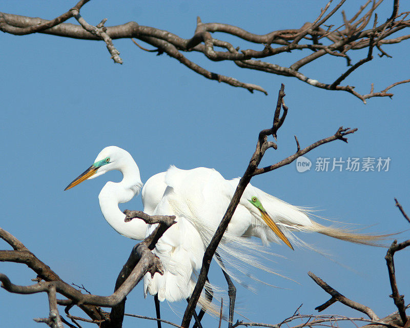 两只白鹭