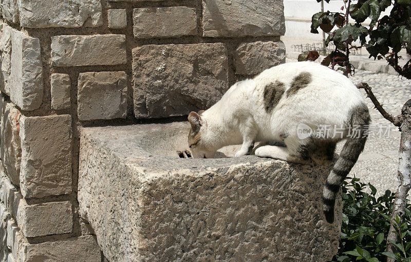 西班牙野生猫