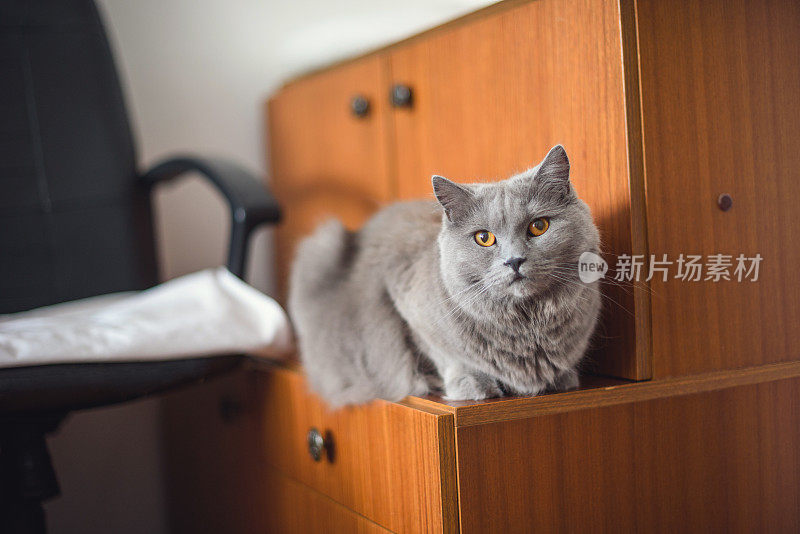 书架上的夏特鲁猫