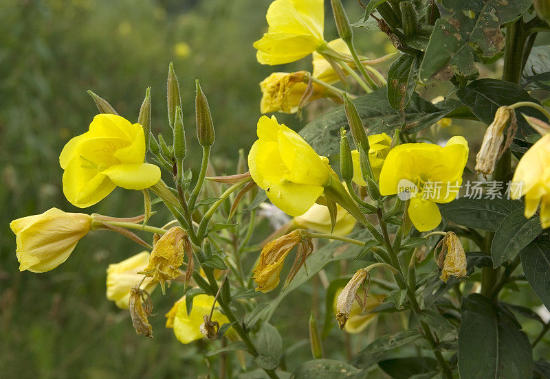 月见草(月见草)