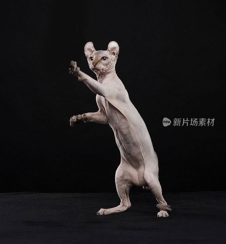 Sphynx猫