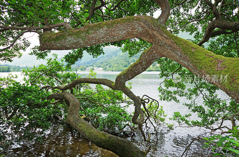 坎布里亚郡格拉斯米尔湖的一棵树
