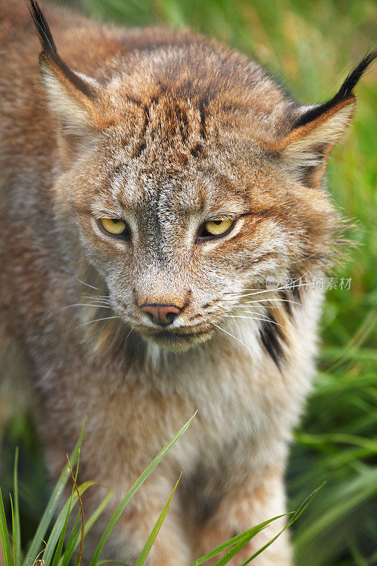 加拿大山猫