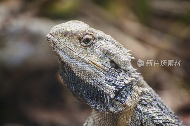 特写Tuatara