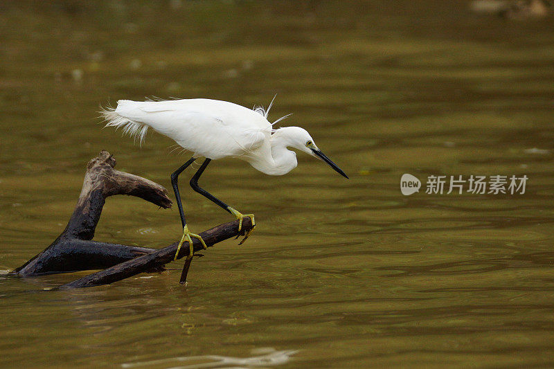 小白鹭