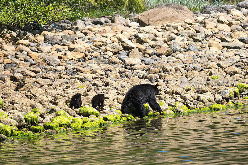 黑熊妈妈带着两只幼崽沿着河边散步