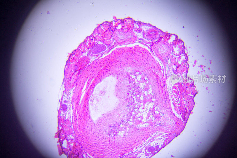 显微镜下的尾部横截面