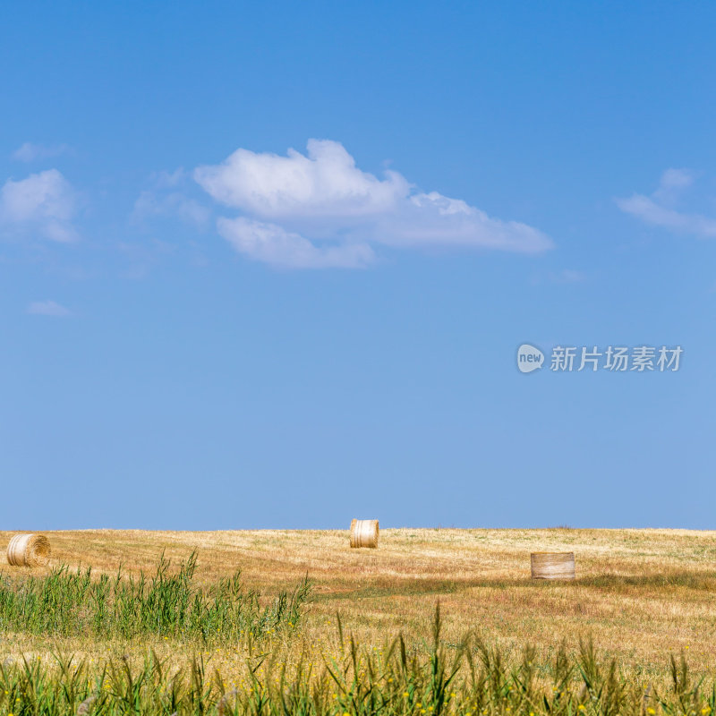 夏天用稻草包收割田野