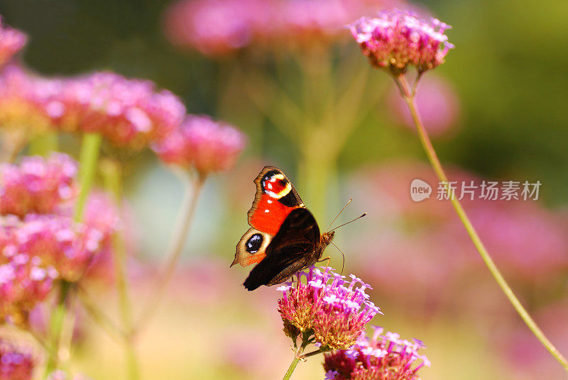 欧洲孔雀蝴蝶吃马鞭草花。