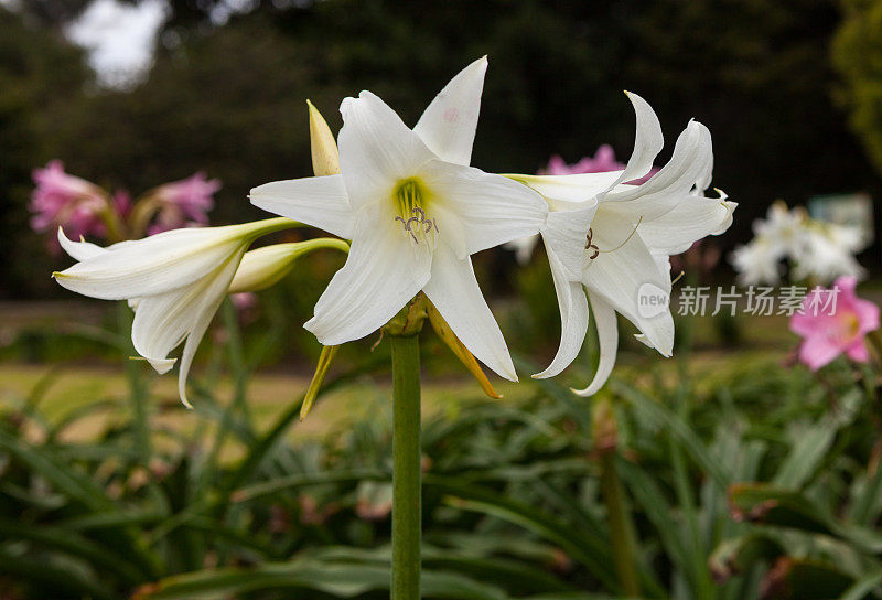 花园中白色百合的特写。