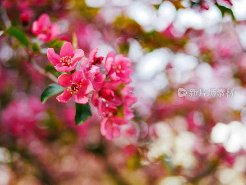 樱花近了，大自然在春天