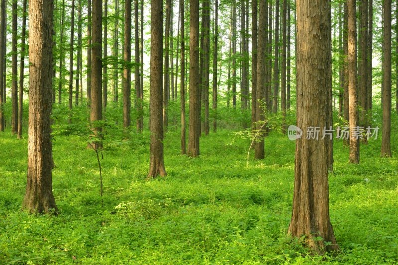 早晨，美丽的森林景色