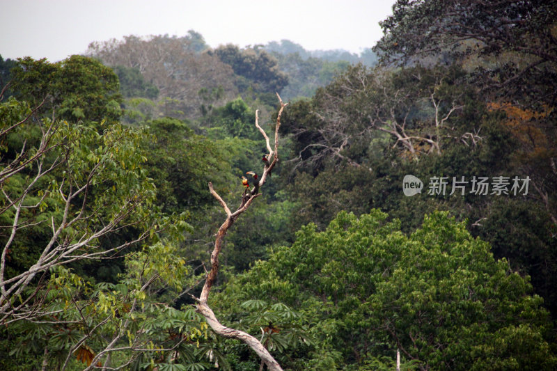 秘鲁:在亚马逊雨林中观赏树冠