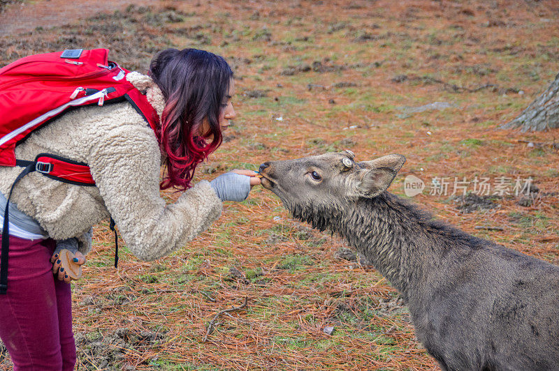 日本奈良，一名年轻女子在喂鹿