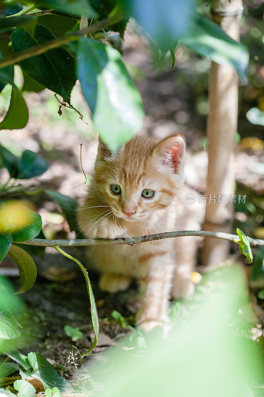 花园里的小猫