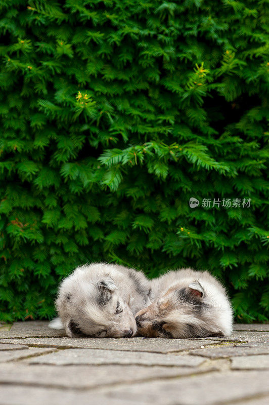 5周大的设得兰牧羊犬幼犬正在睡觉