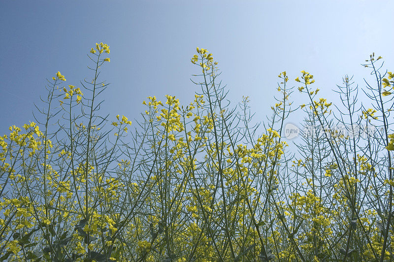 蓝天上的油菜