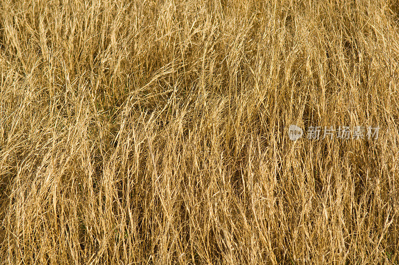 金色的草地的背景