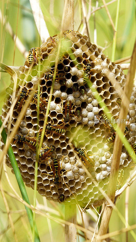 草丛中黄蜂的蜂巢