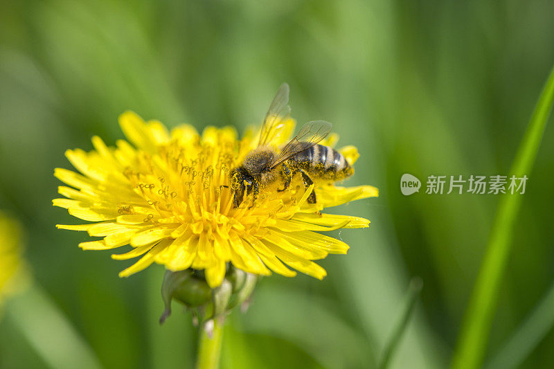 蜜蜂和蒲公英花