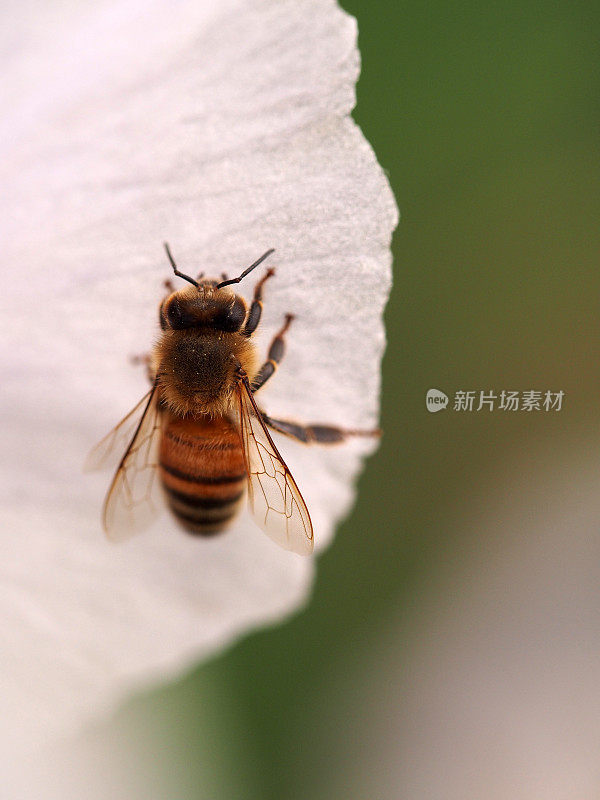 蜜蜂在花瓣上