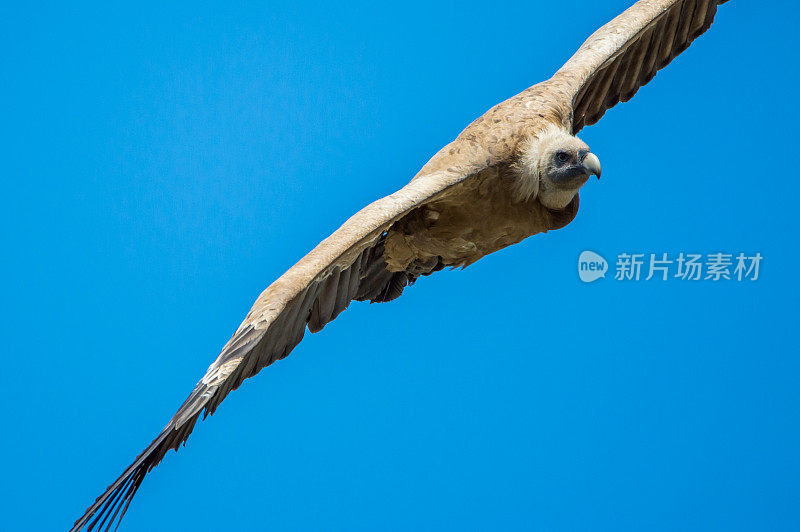 西班牙东部蒙弗拉格自然保护区的一只飞行秃鹫的特写镜头