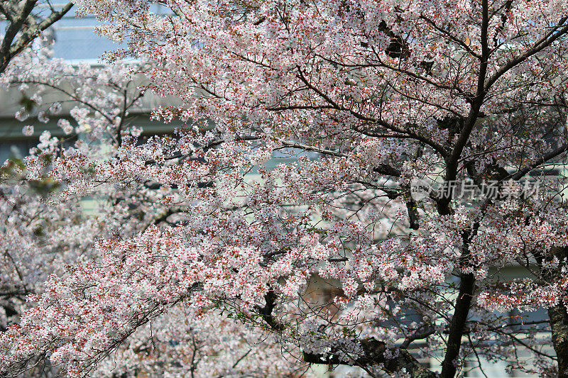 游客们在京都的哲学之路欣赏樱花