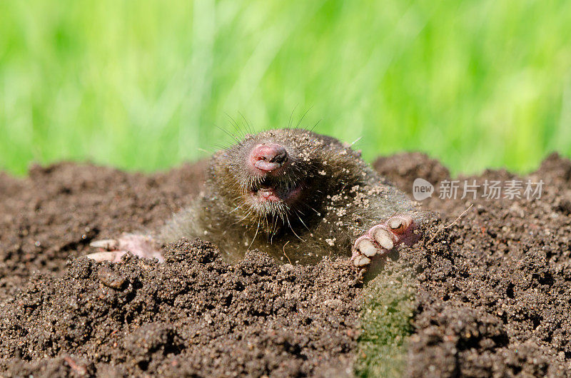 鼹鼠头埋在土里。